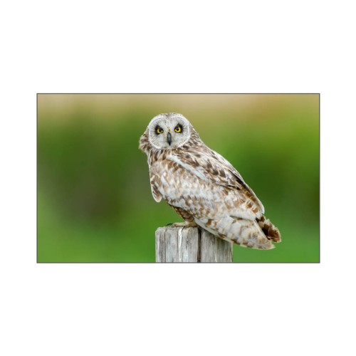 Hibou des marais